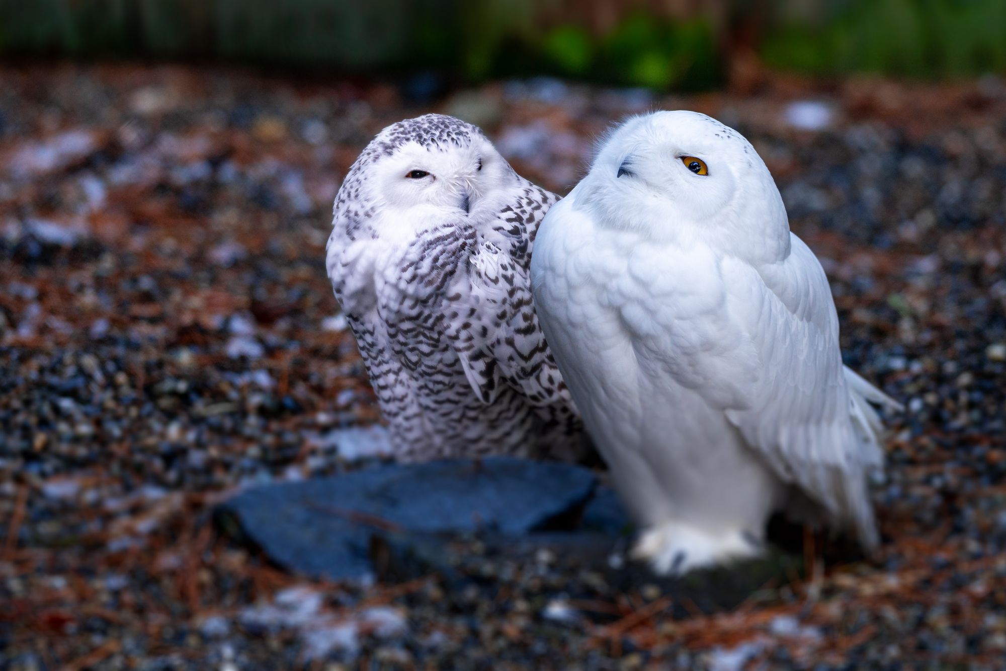 Photo - Snowy owl pair.